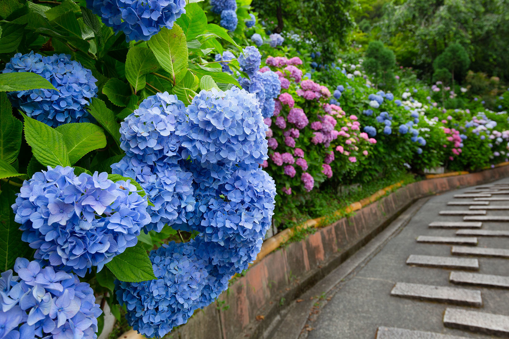 善峯寺　アジサイ　その１_a0003166_15484029.jpg
