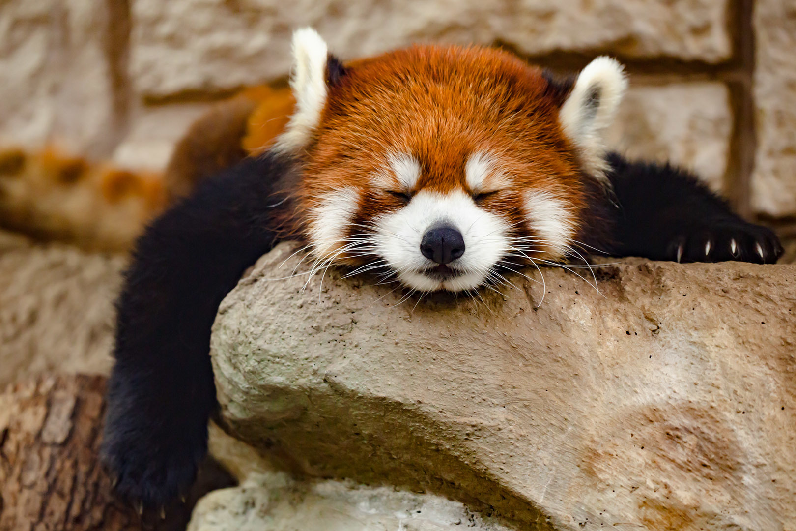 天王寺動物園 _a0003166_15512003.jpg