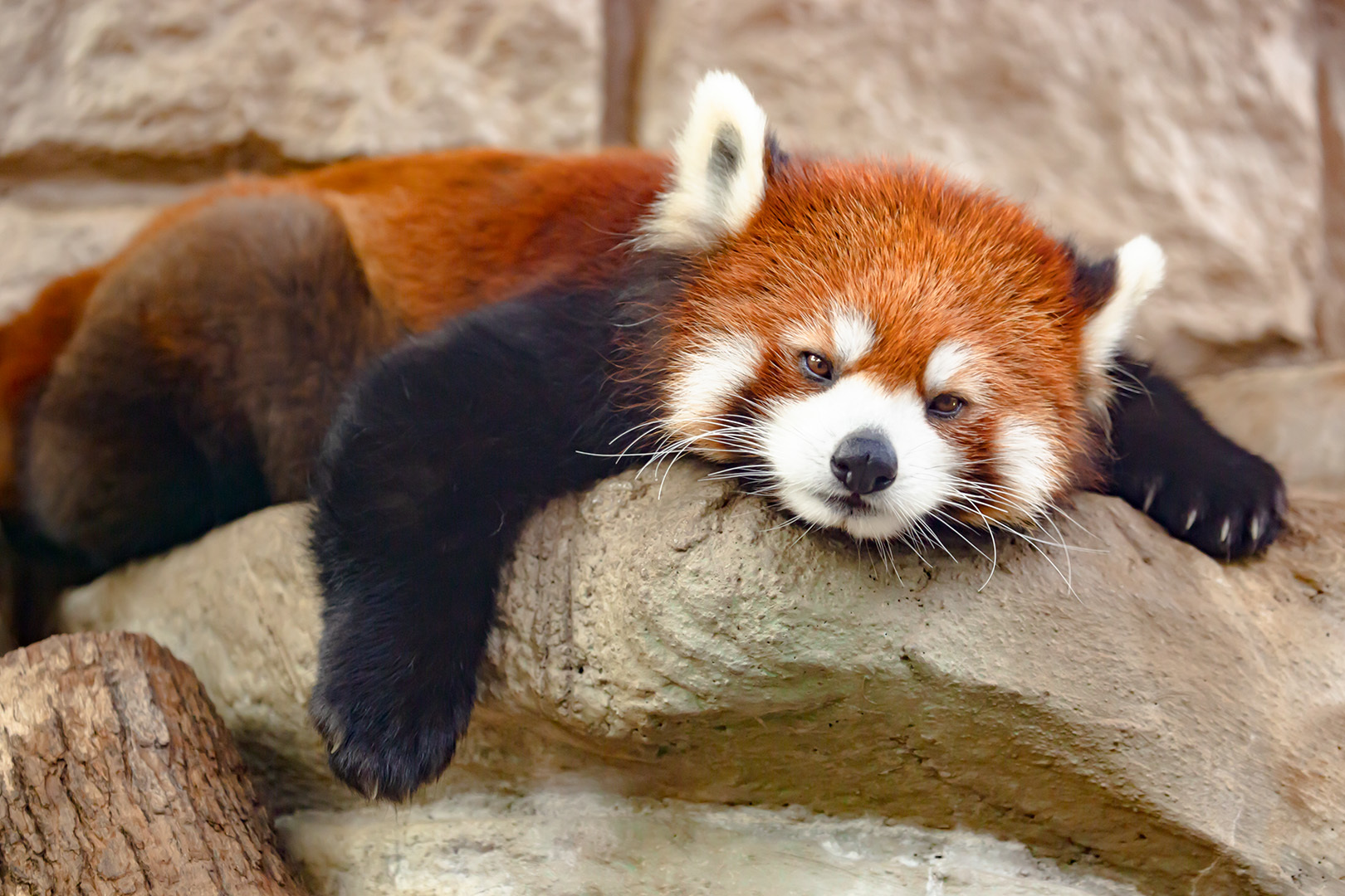 天王寺動物園 _a0003166_15512085.jpg