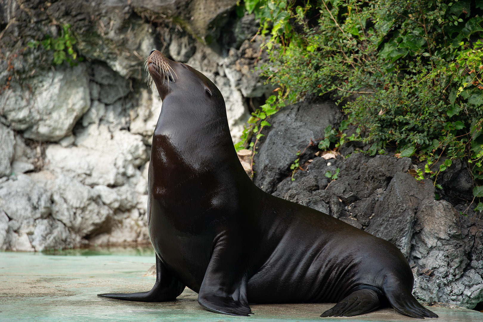 天王寺動物園 _a0003166_15512112.jpg