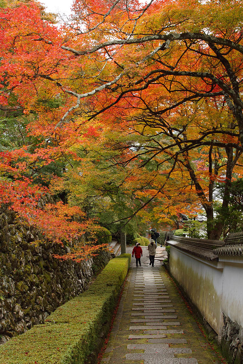 善峯寺　紅葉_a0003166_15734100.jpg