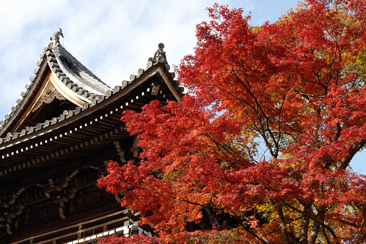 善峯寺　紅葉_a0003166_158233.jpg