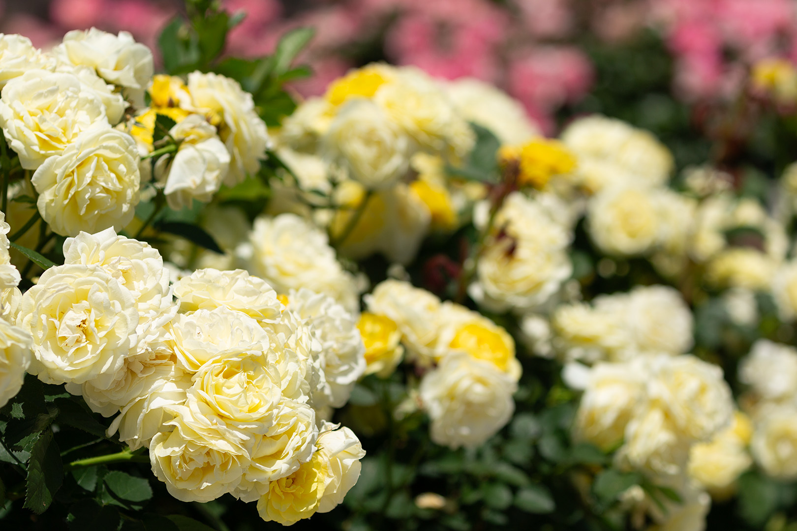 バラ その２（荒牧バラ公園 2024/5/11）_a0003166_16014475.jpg
