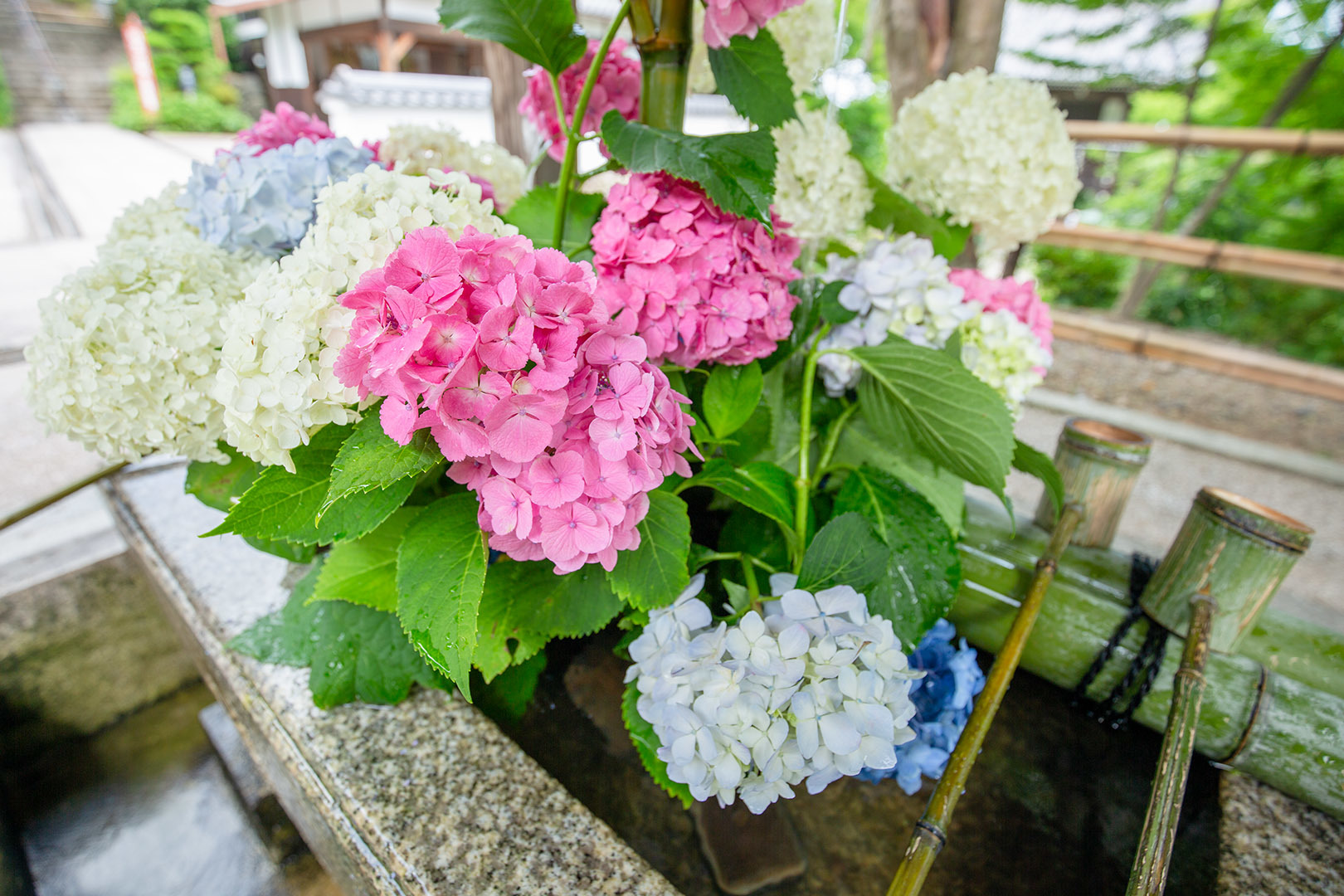 善峯寺 アジサイ その２_a0003166_16015606.jpg