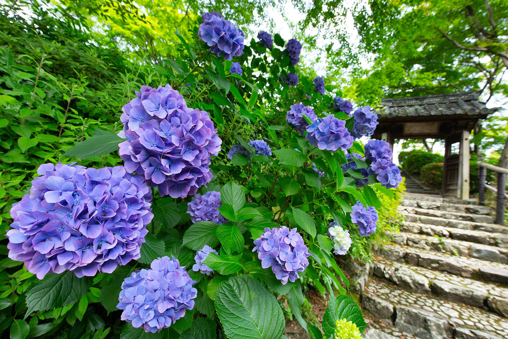 善峯寺 アジサイ その２_a0003166_16015698.jpg