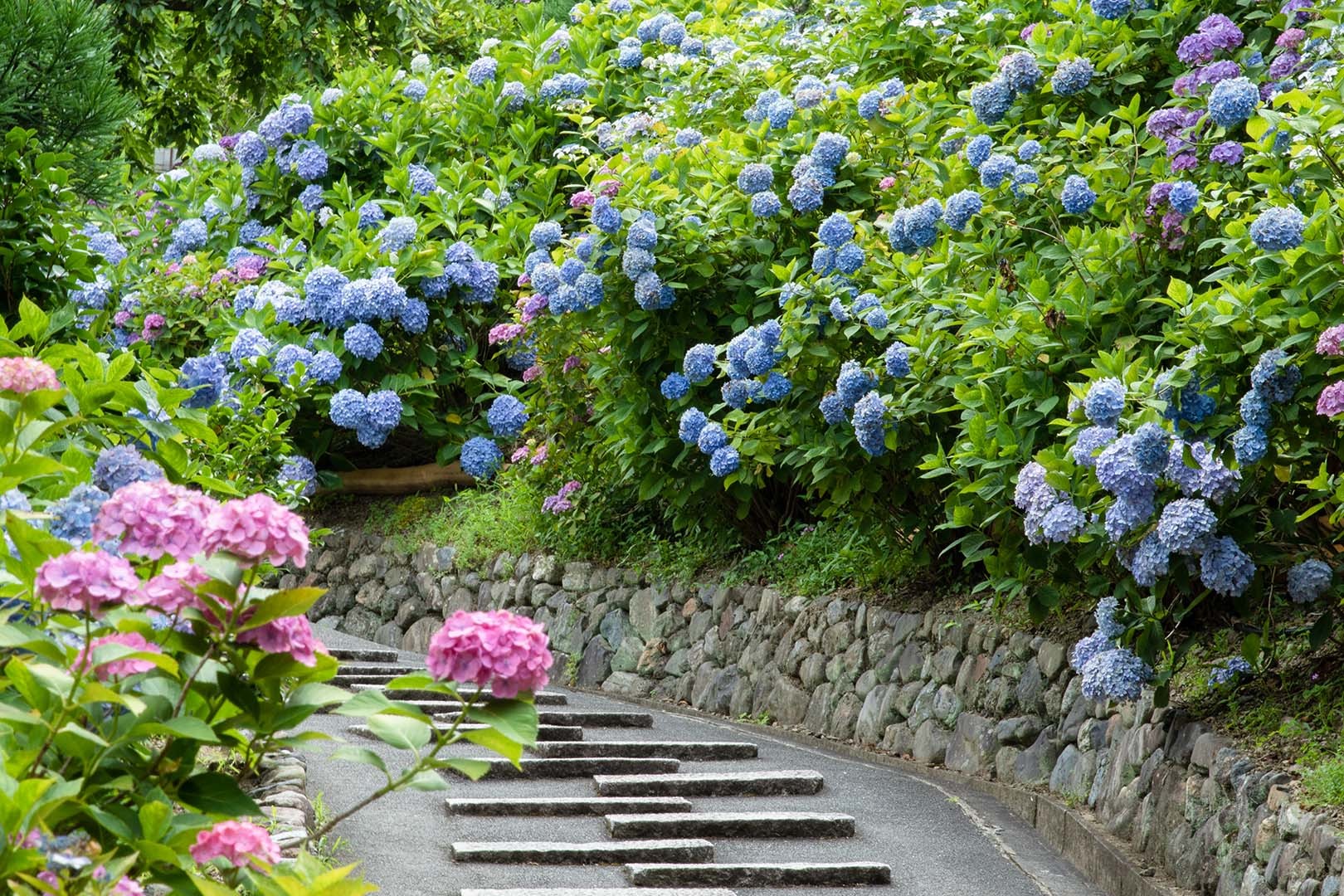 善峯寺 アジサイ その２_a0003166_16015775.jpg