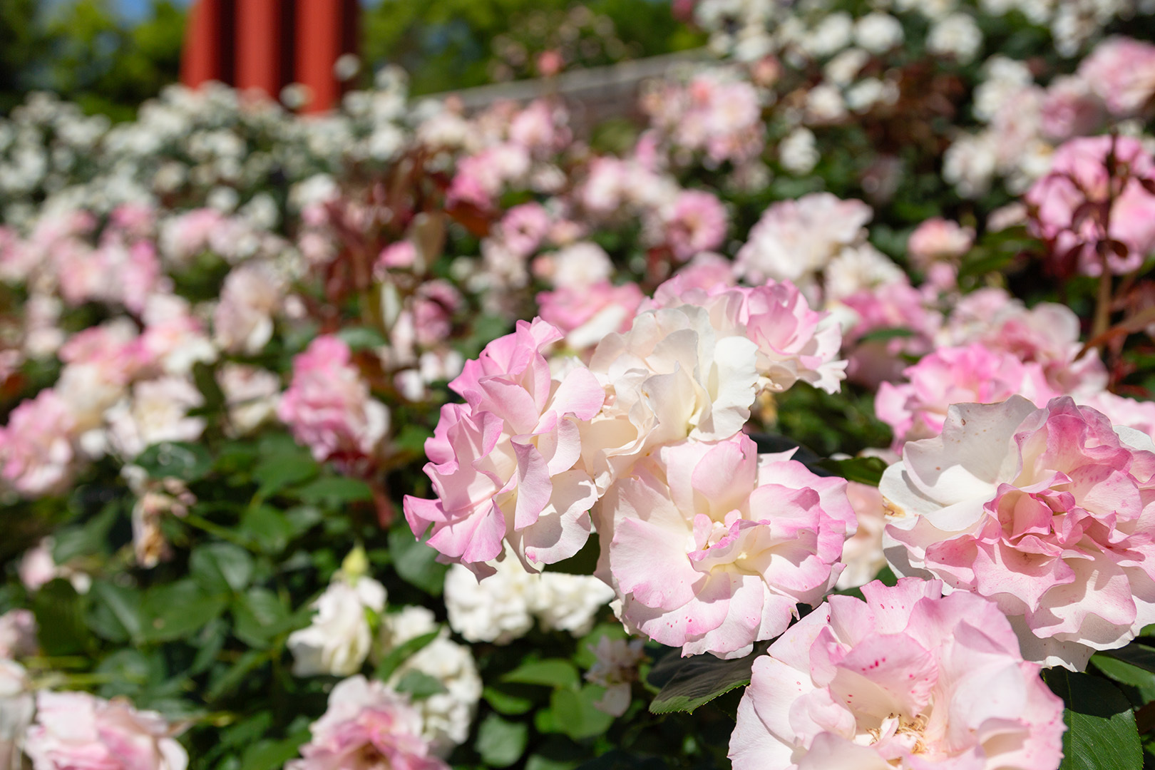 バラ その２（荒牧バラ公園 2024/5/11）_a0003166_16043268.jpg