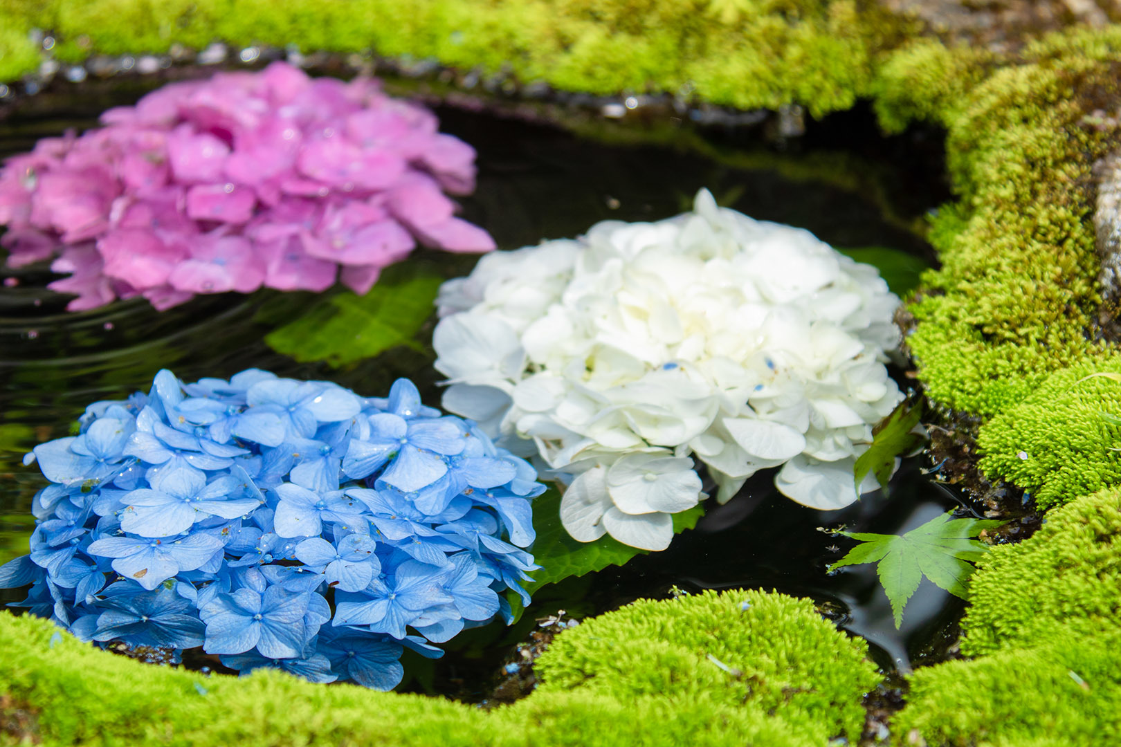楊谷寺　その１　花手水など_a0003166_16043710.jpg