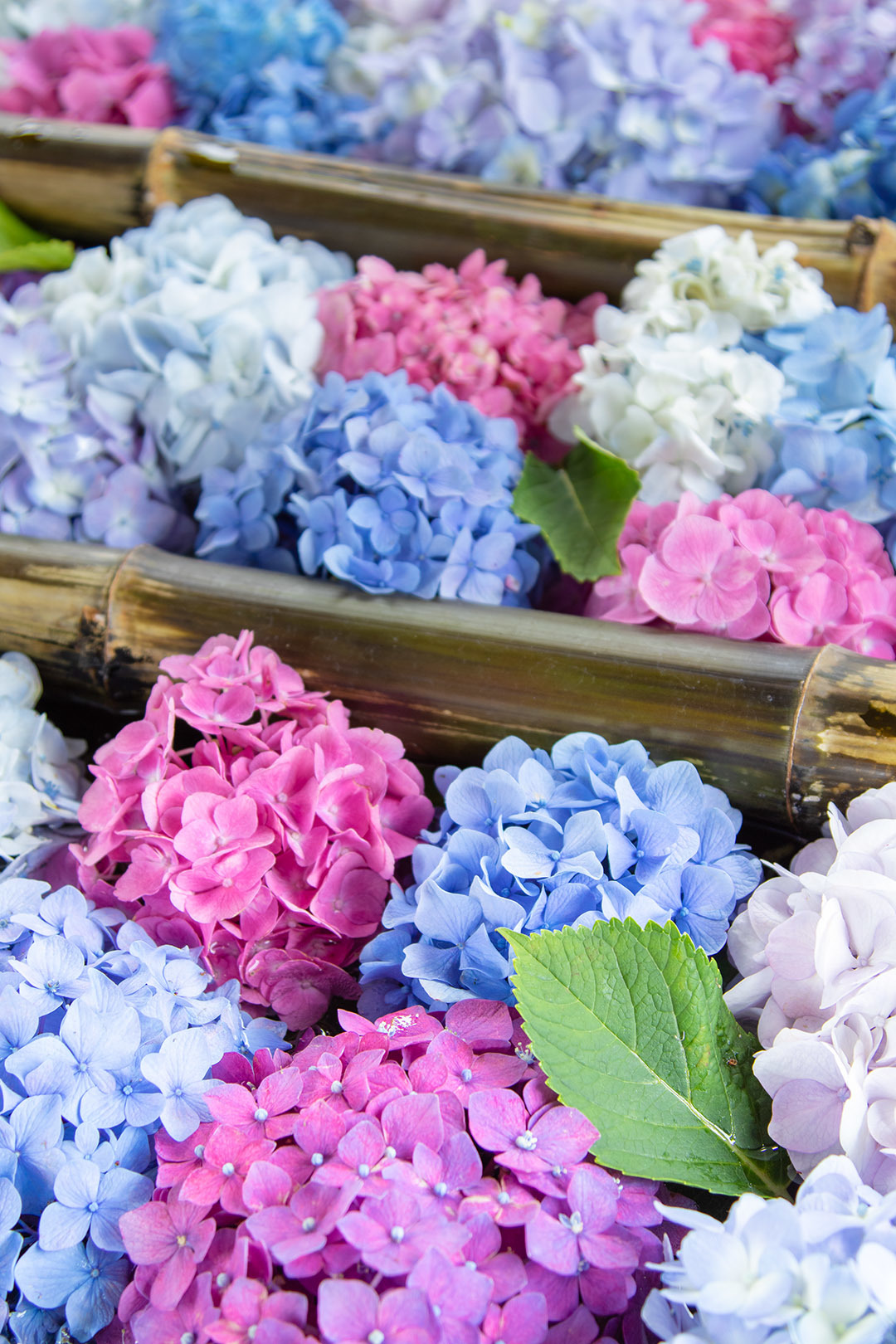 楊谷寺　その１　花手水など_a0003166_16043880.jpg