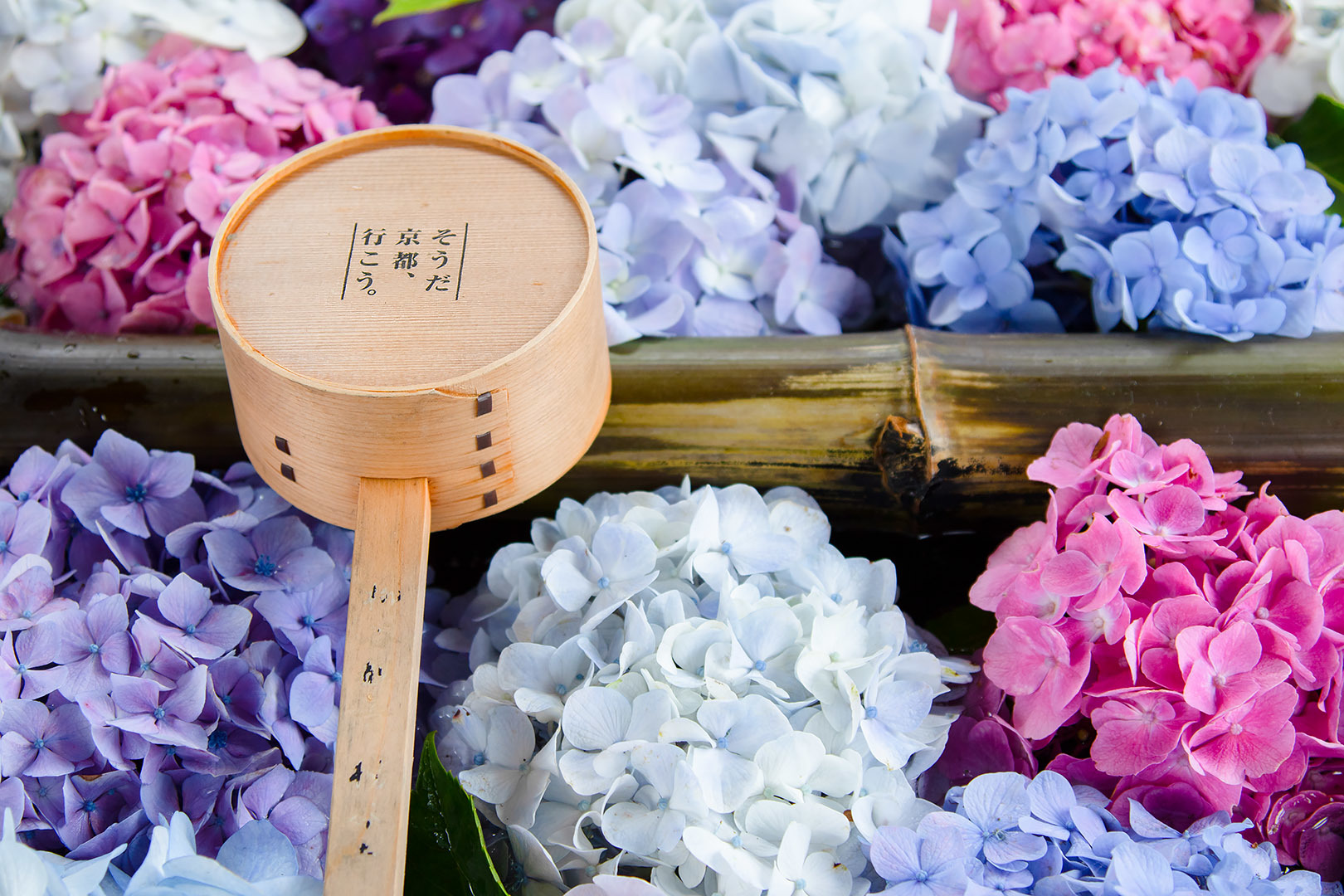 楊谷寺　その１　花手水など_a0003166_16043899.jpg