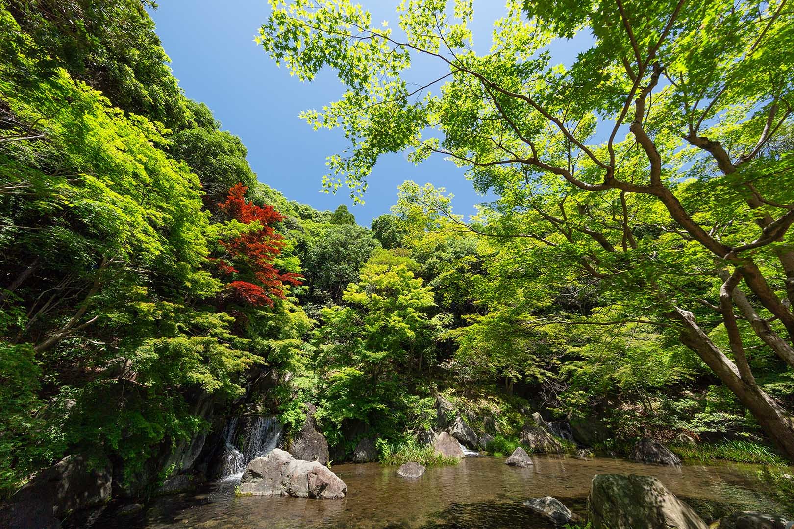 万博公園 新緑_a0003166_16115178.jpg
