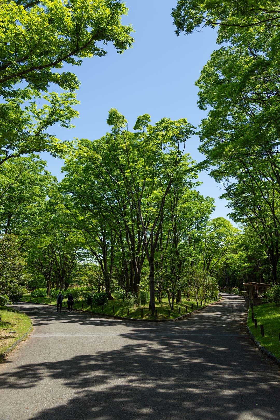 万博公園 新緑_a0003166_16120280.jpg
