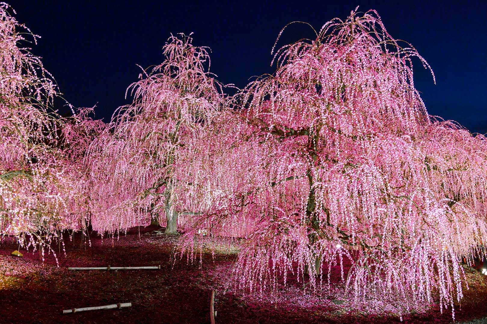 鈴鹿の森庭園の夜の梅_a0003166_16141079.jpg