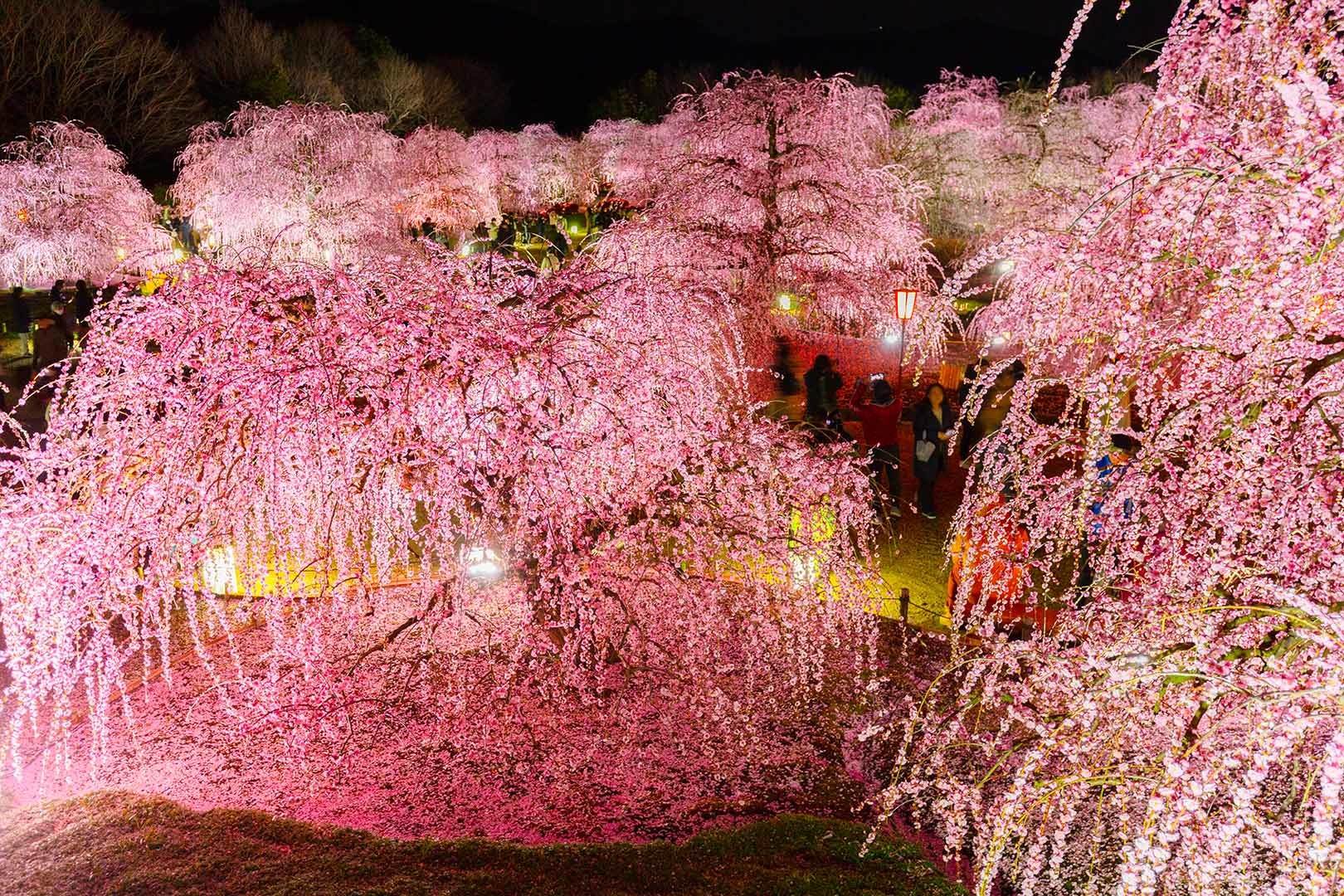 鈴鹿の森庭園の夜の梅_a0003166_16141340.jpg