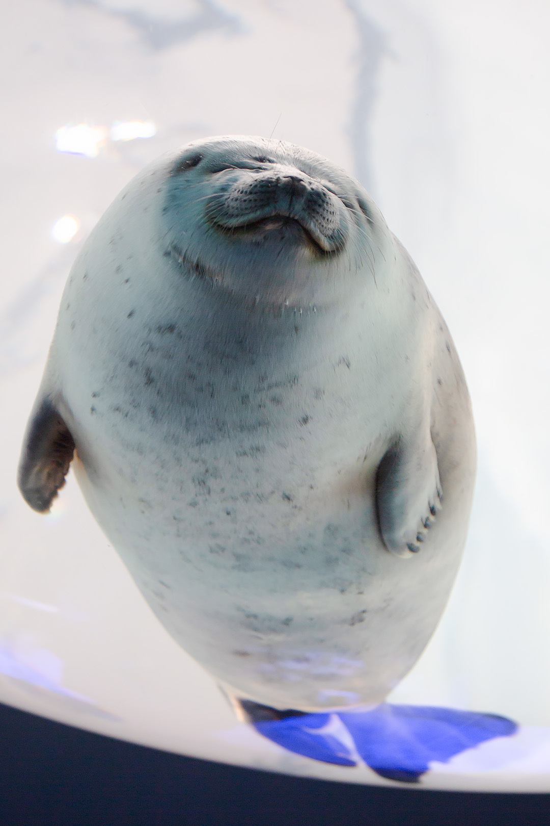 海遊館 その２ アザラシ_a0003166_16153857.jpg