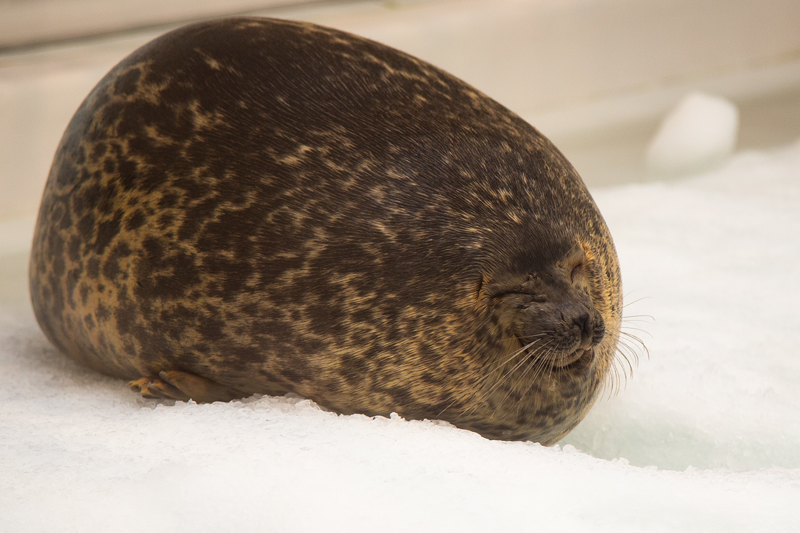 海遊館 その２ アザラシ_a0003166_16153955.jpg