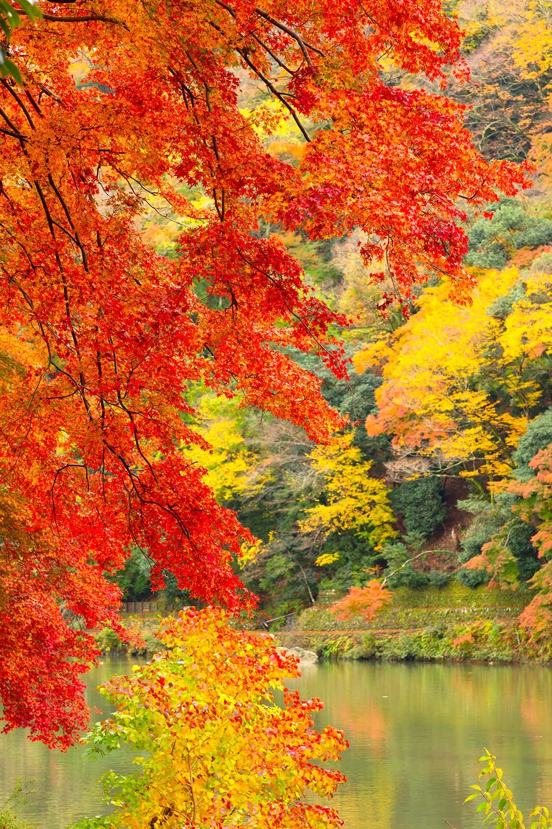 嵐山 紅葉_a0003166_16244777.jpg