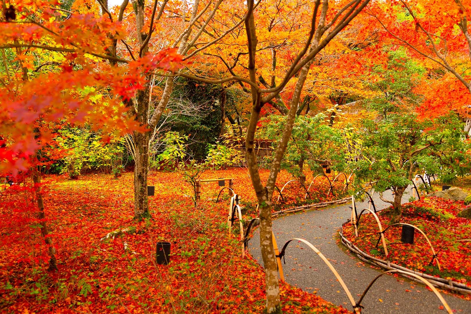 宝厳院 紅葉_a0003166_16264818.jpg
