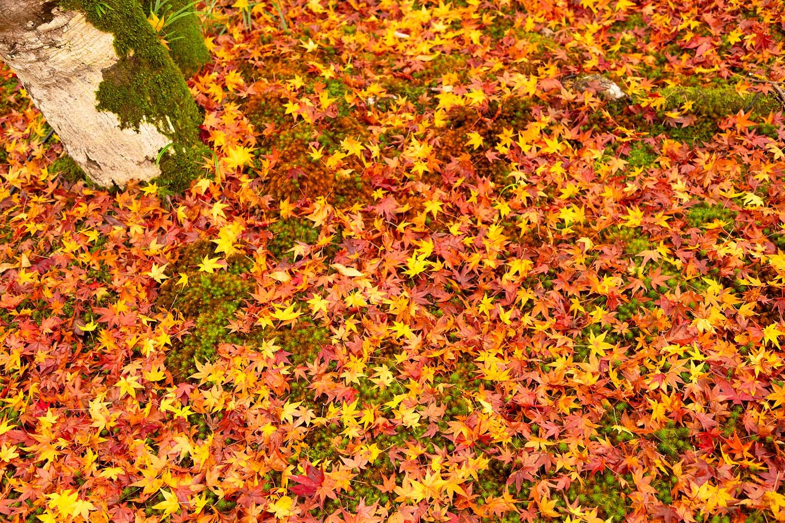 宝厳院 紅葉_a0003166_16270047.jpg