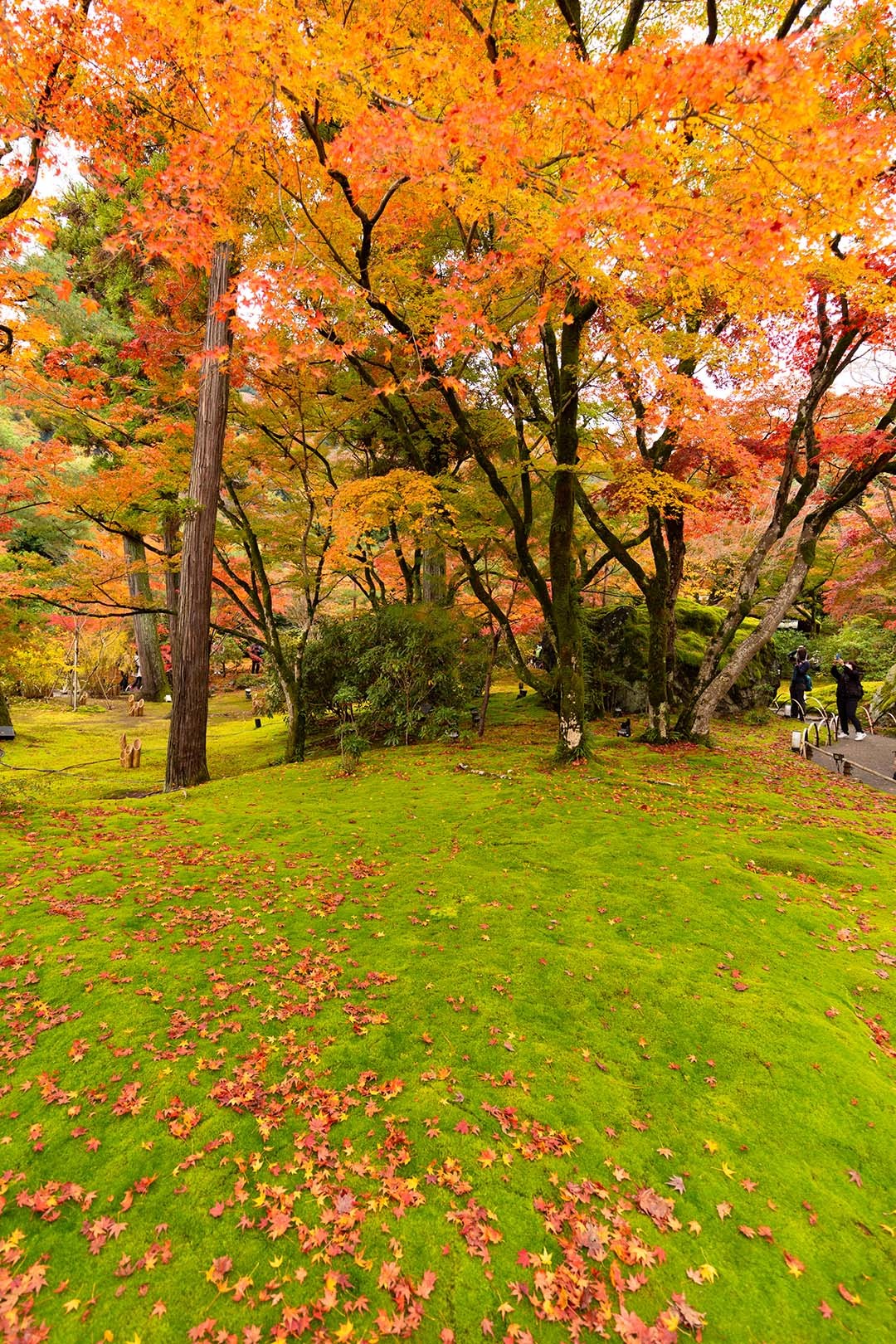 宝厳院 紅葉_a0003166_16273737.jpg