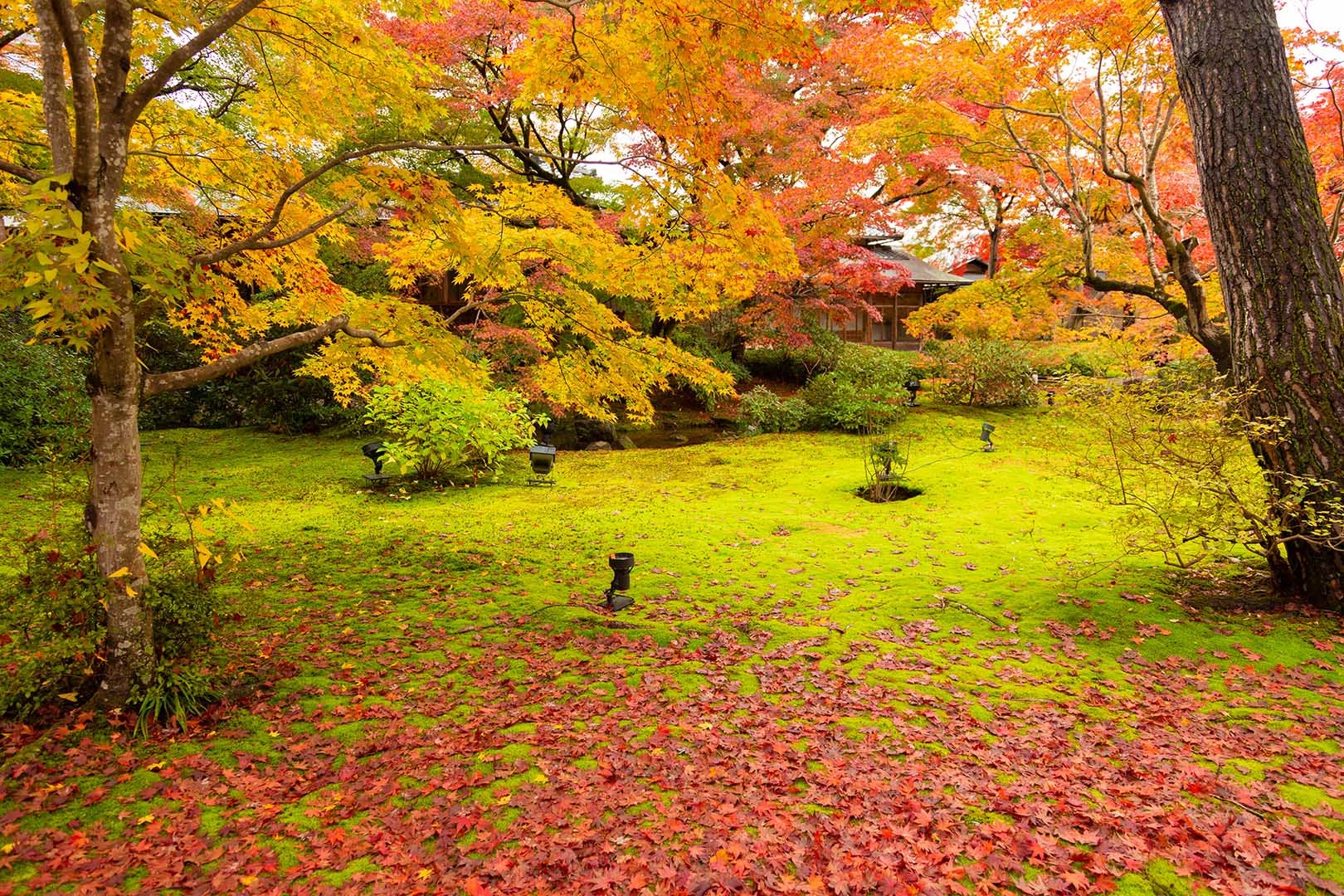 宝厳院 紅葉_a0003166_16273842.jpg