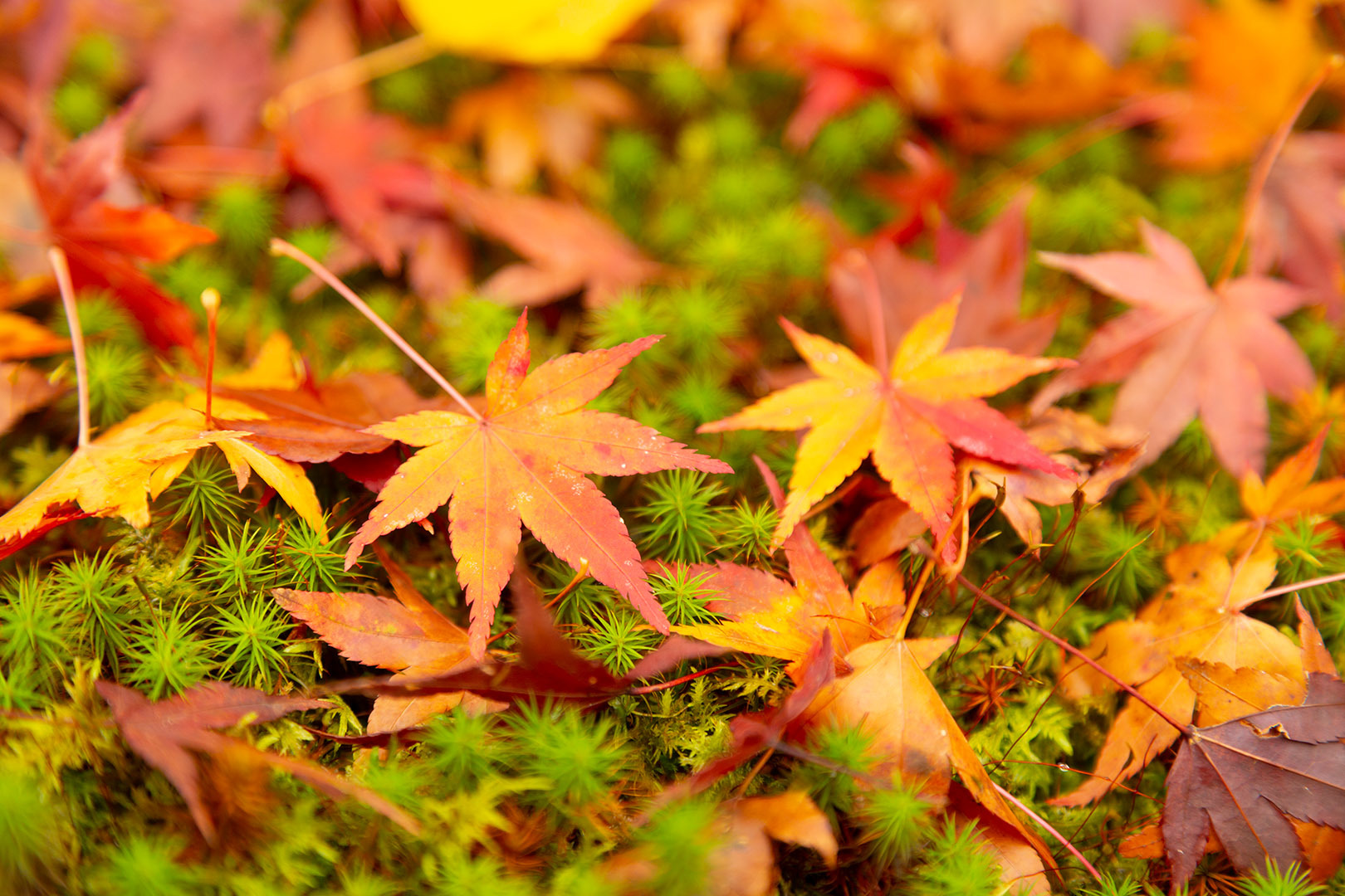 宝厳院 紅葉_a0003166_16273862.jpg