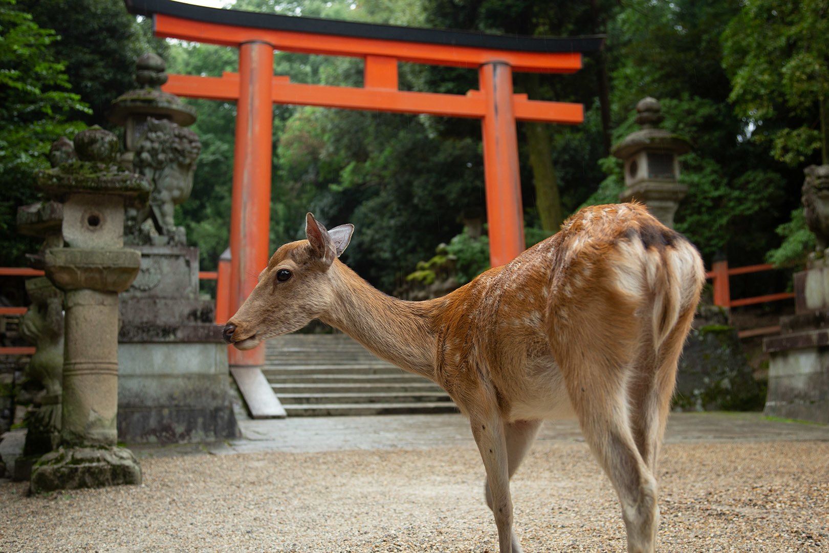 春日大社_a0003166_16281136.jpg