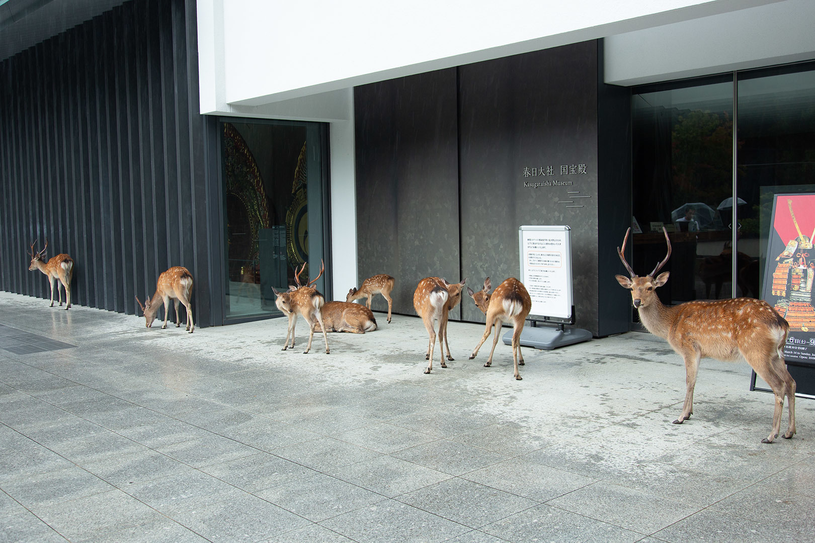 春日大社_a0003166_16282749.jpg