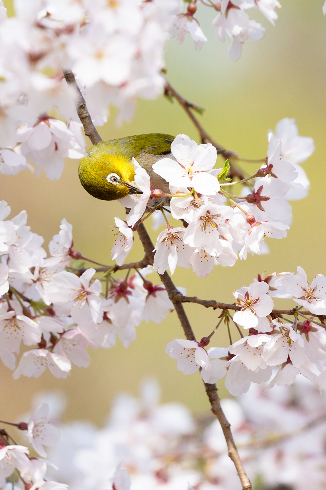 桜、メジロ（京都御所）_a0003166_16293372.jpg