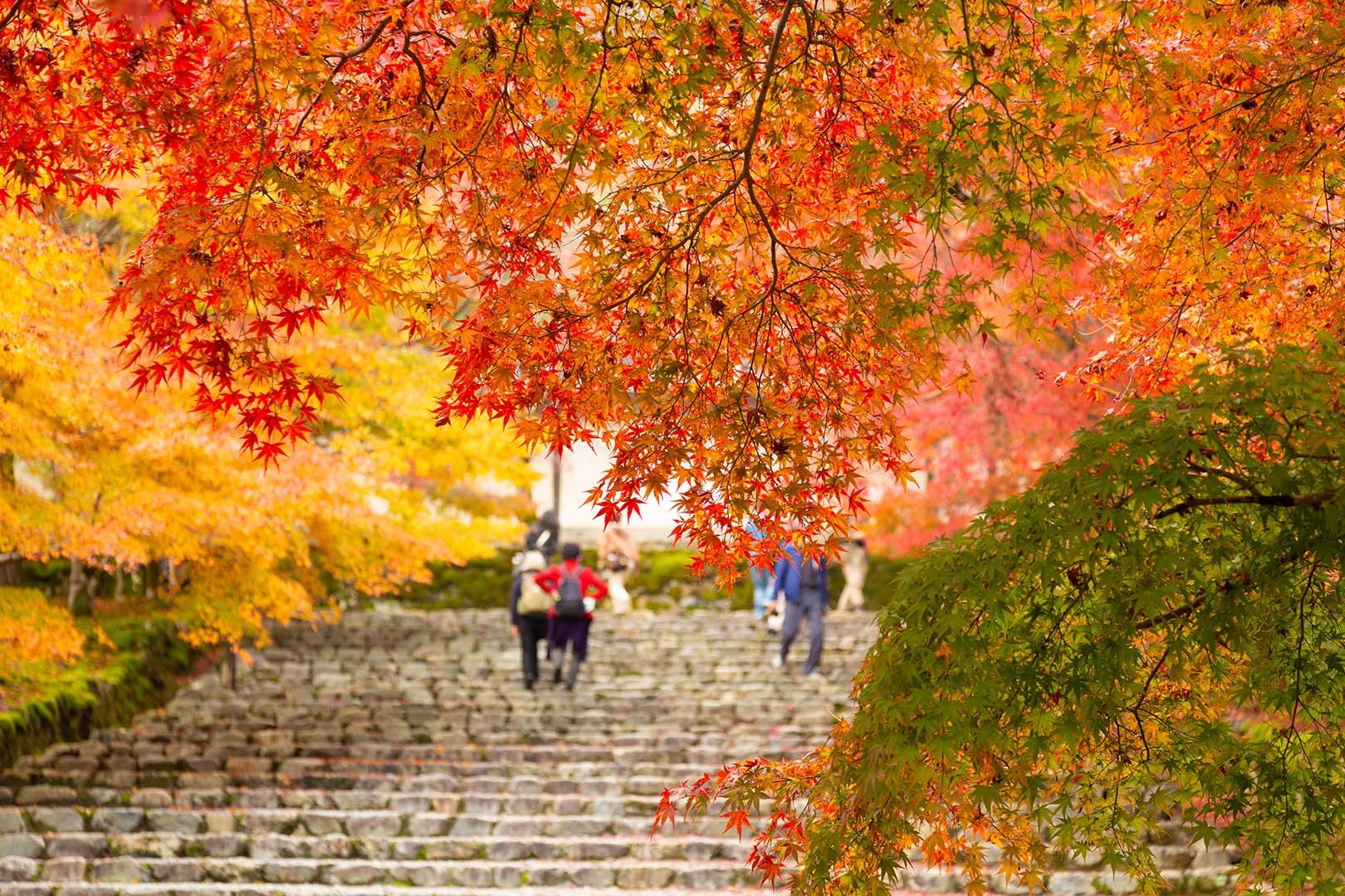 二尊院 紅葉_a0003166_16293879.jpg