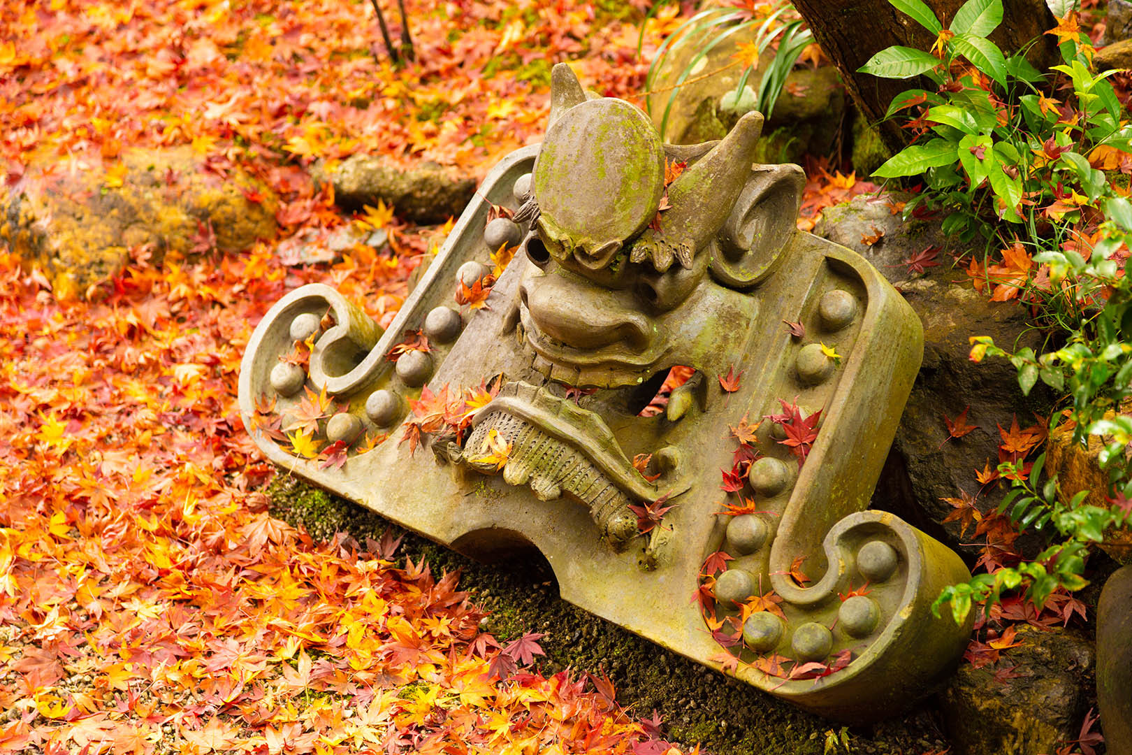 二尊院 紅葉_a0003166_16294161.jpg