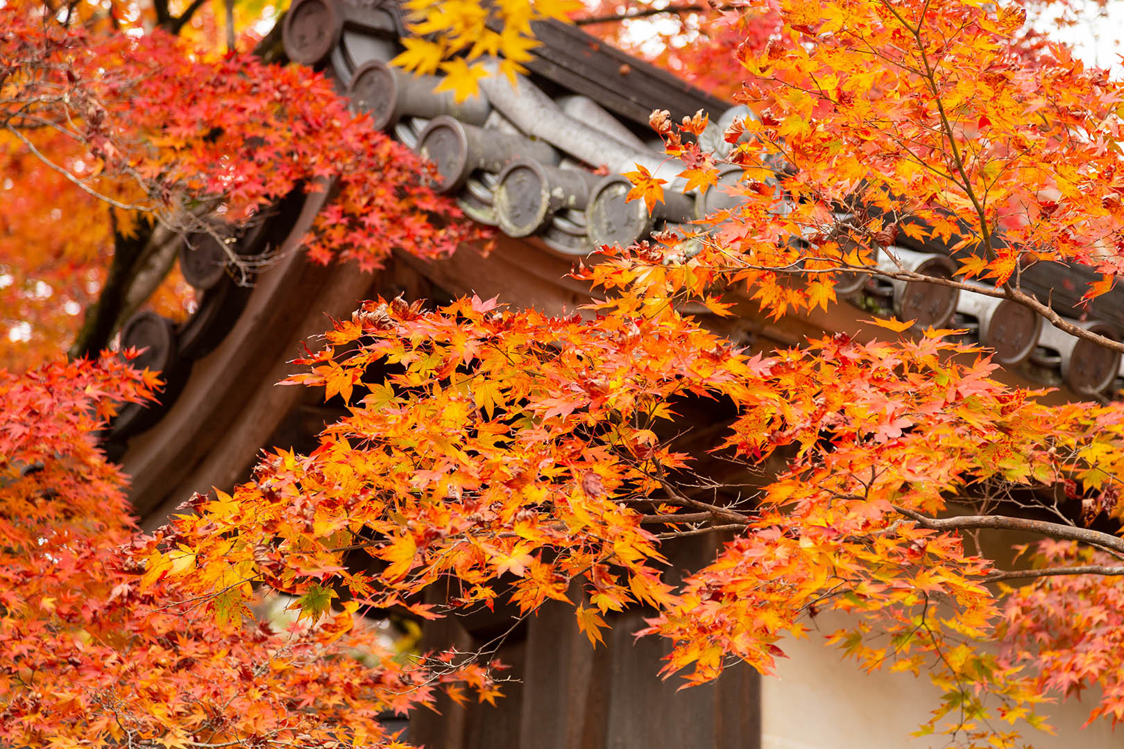 二尊院 紅葉_a0003166_16294759.jpg