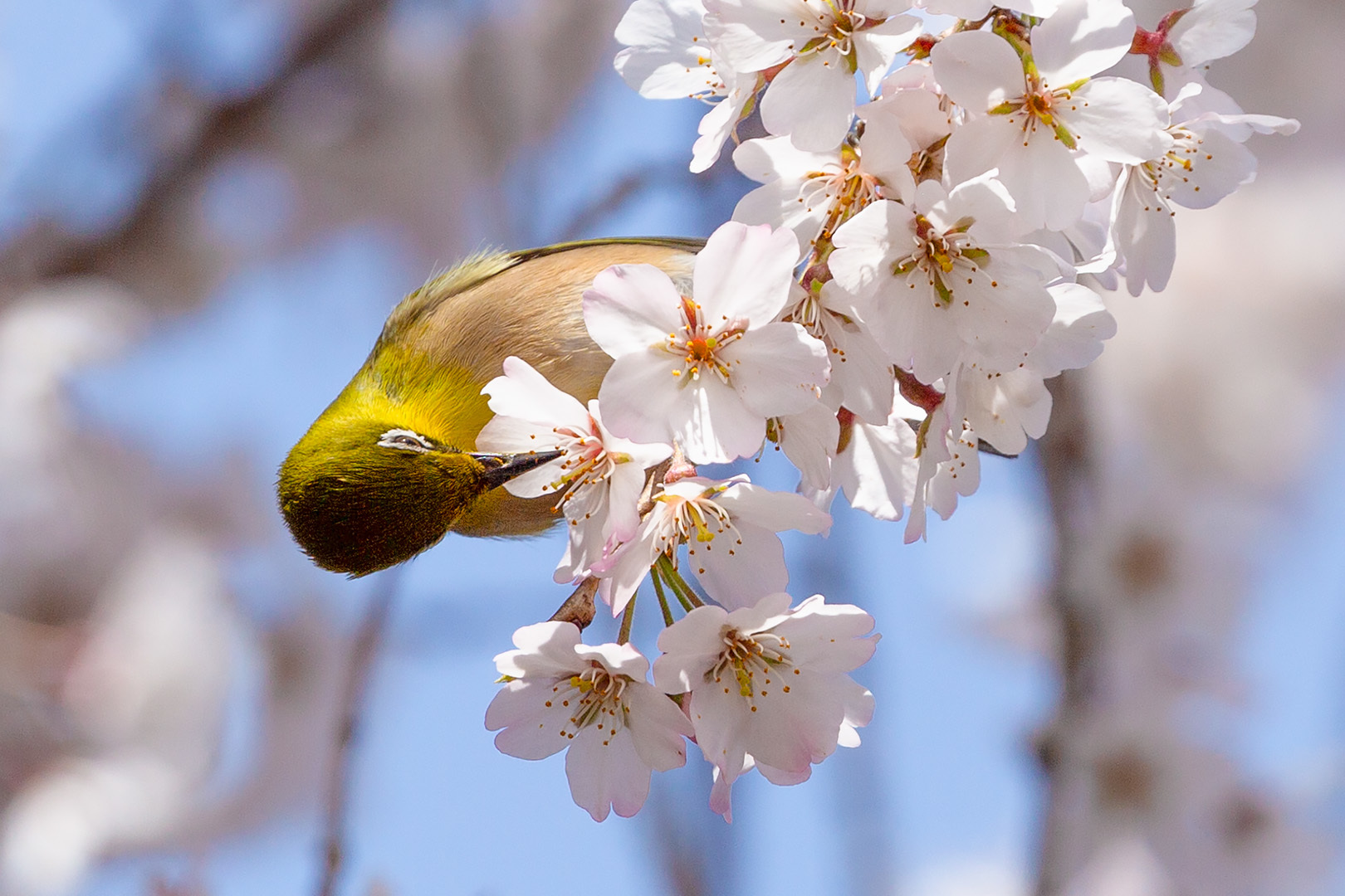 桜、メジロ（京都御所）_a0003166_16300032.jpg