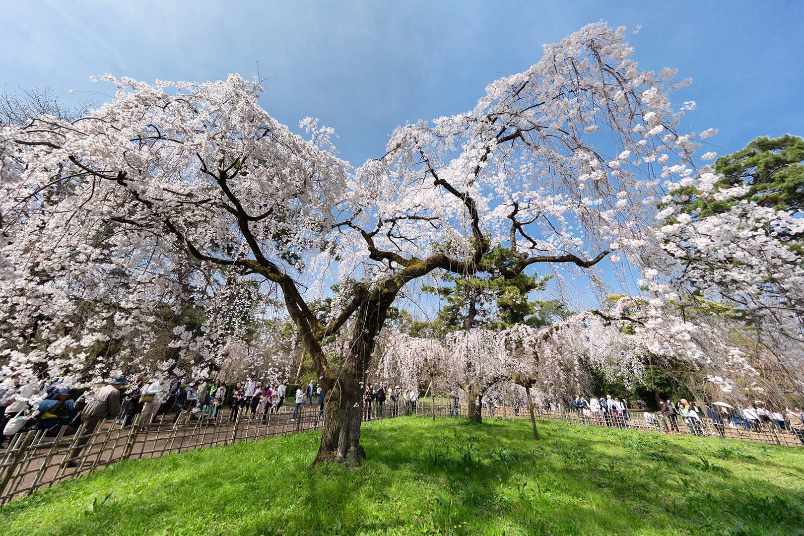 桜、メジロ（京都御所）_a0003166_16303990.jpg