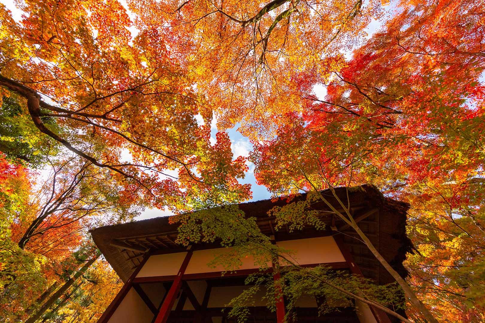 常寂光寺 紅葉 その１_a0003166_16305984.jpg