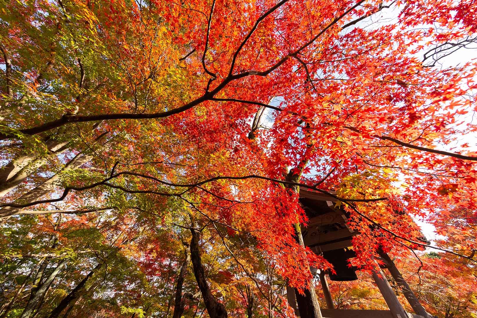 常寂光寺 紅葉 その１_a0003166_16312295.jpg