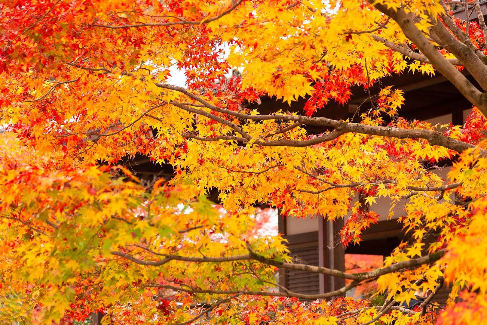 常寂光寺 紅葉 その１_a0003166_16312397.jpg