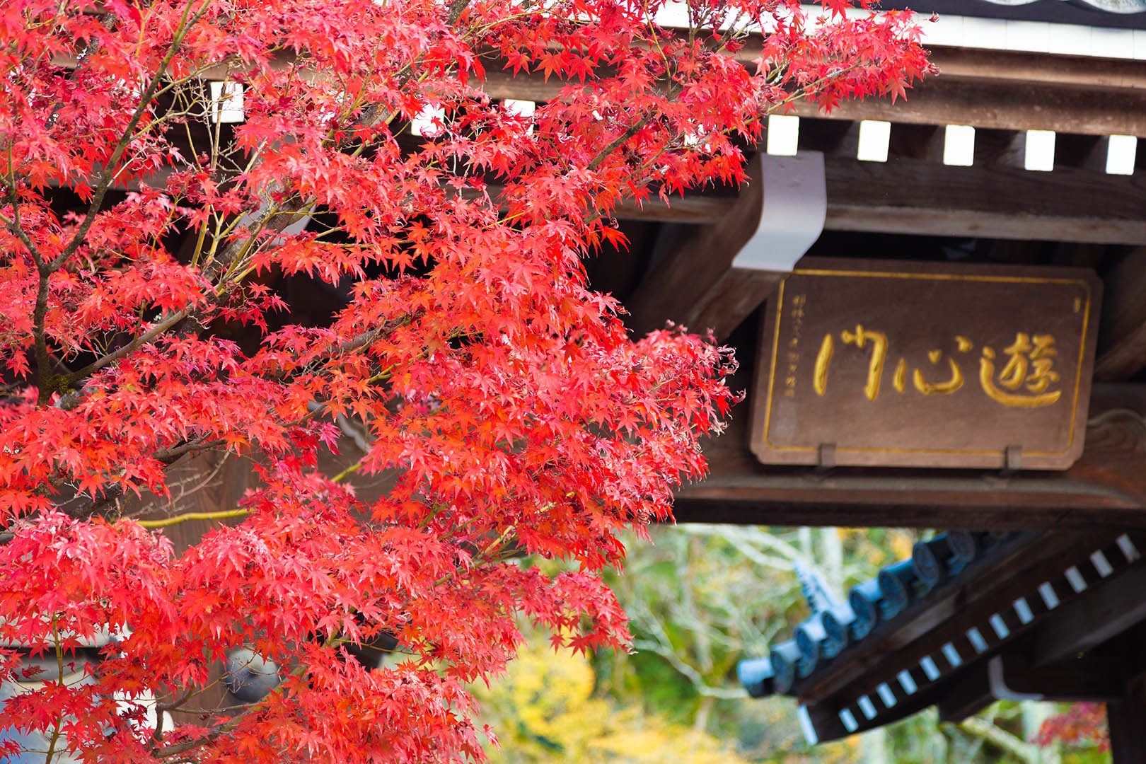 門（永観堂幼稚園）_a0003166_16331967.jpg