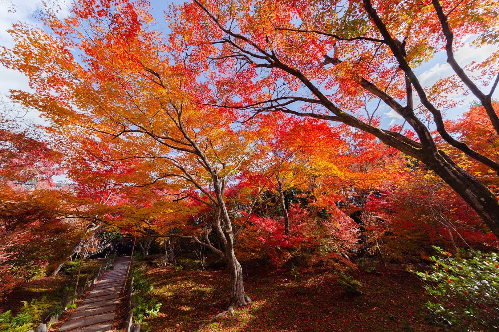 宝筐院 紅葉_a0003166_16352791.jpg