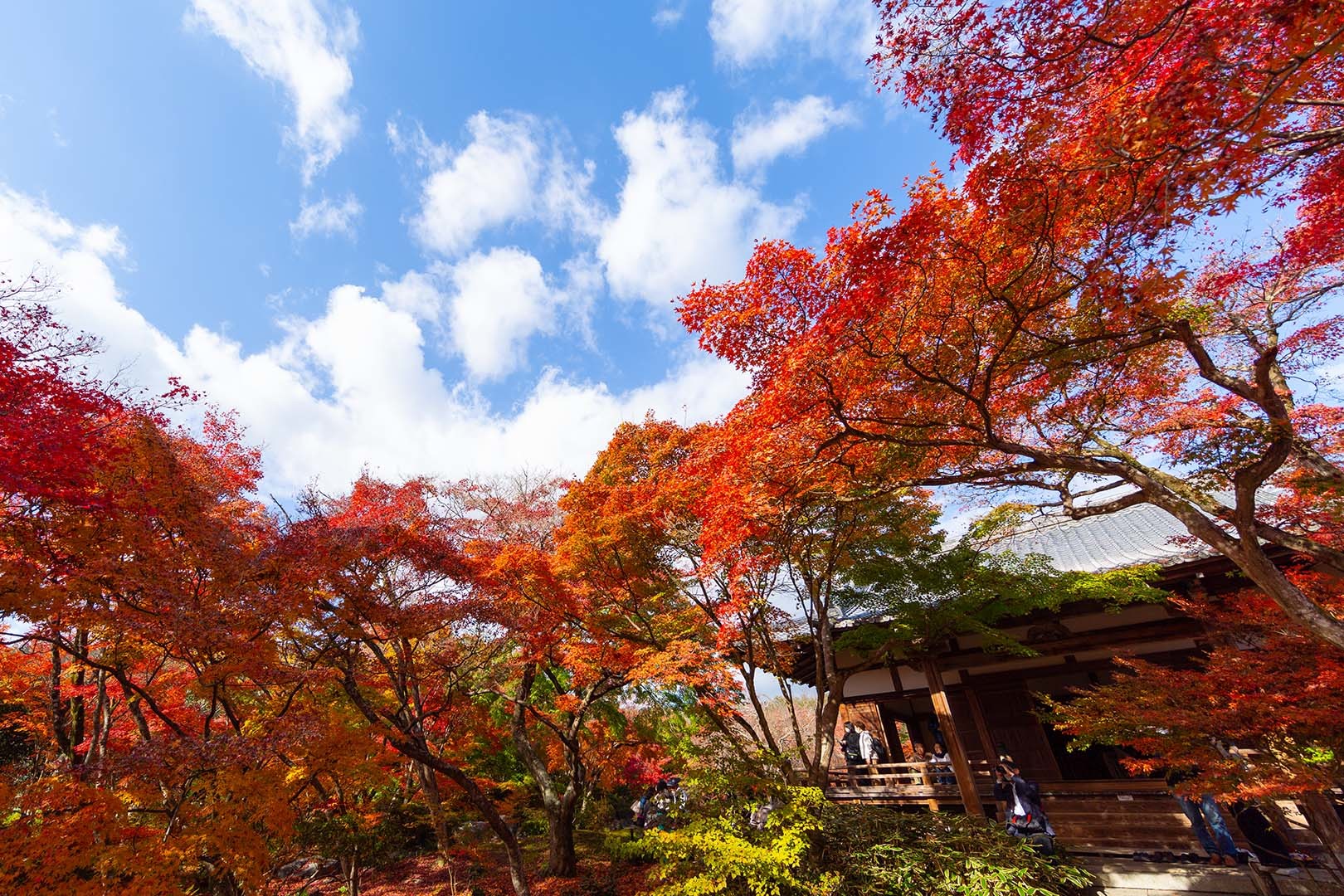 宝筐院 紅葉_a0003166_16353291.jpg