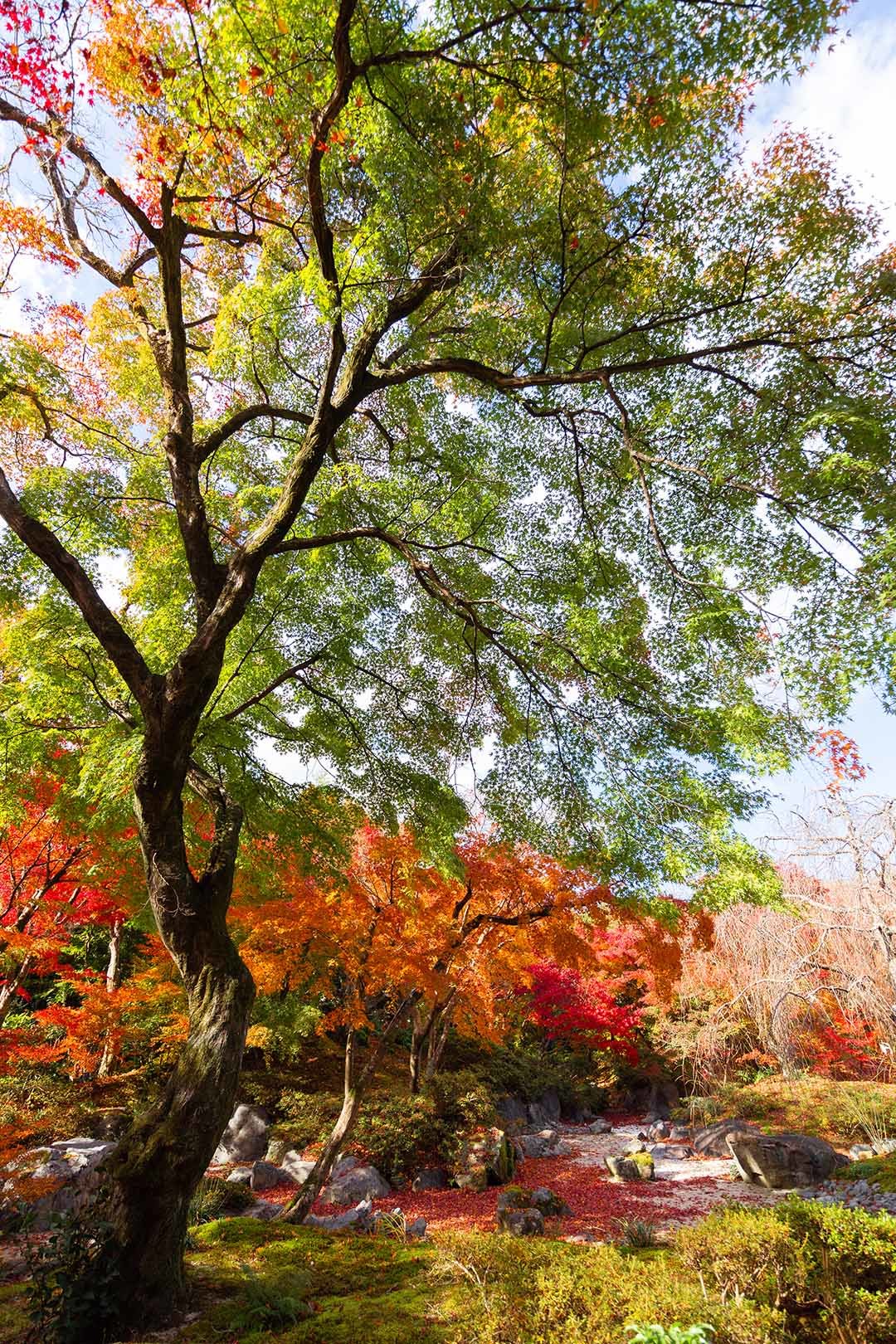 宝筐院 紅葉_a0003166_16354029.jpg