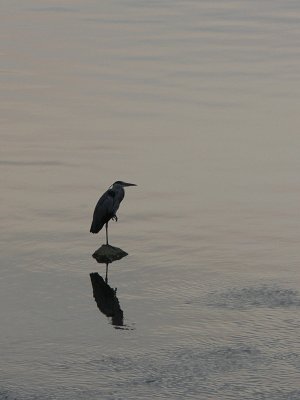 とり_a0003166_1638100.jpg