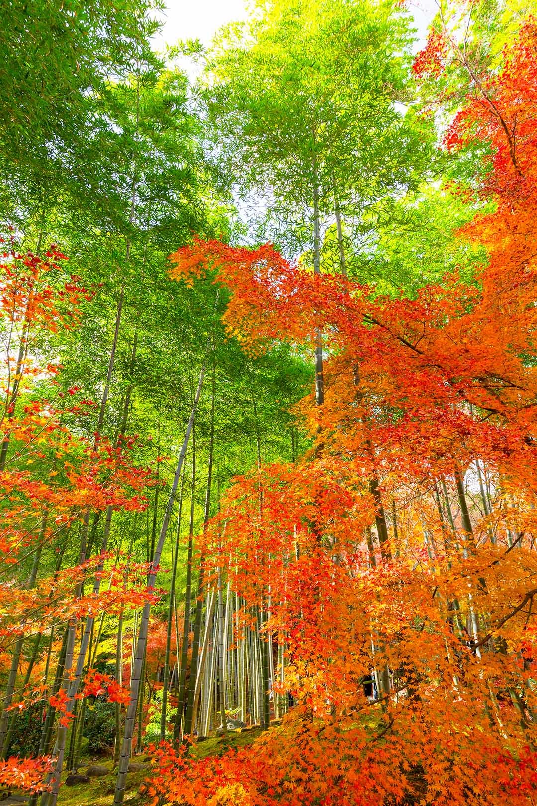 常寂光寺 紅葉 その２_a0003166_16381388.jpg