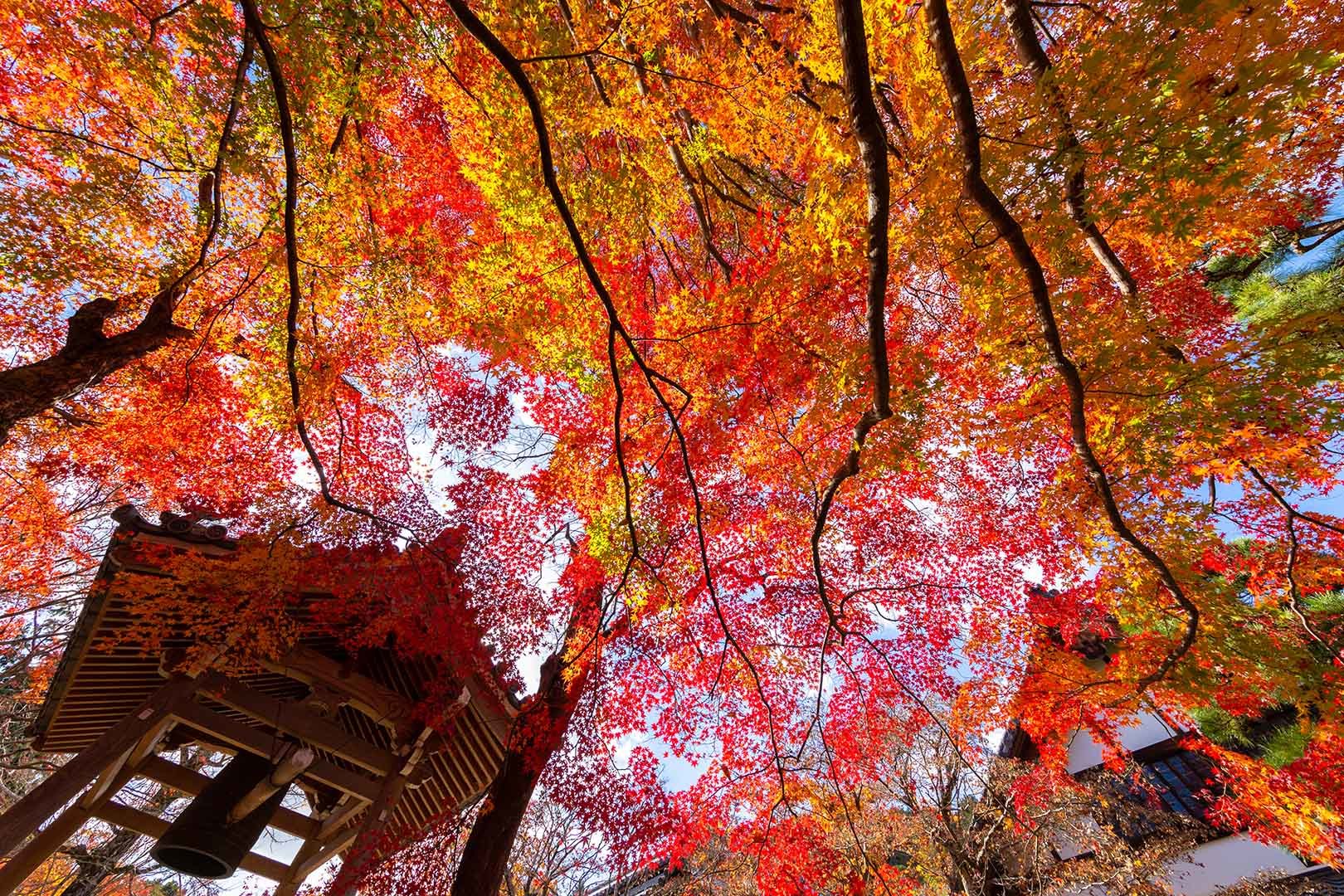 常寂光寺 紅葉 その３_a0003166_16393091.jpg
