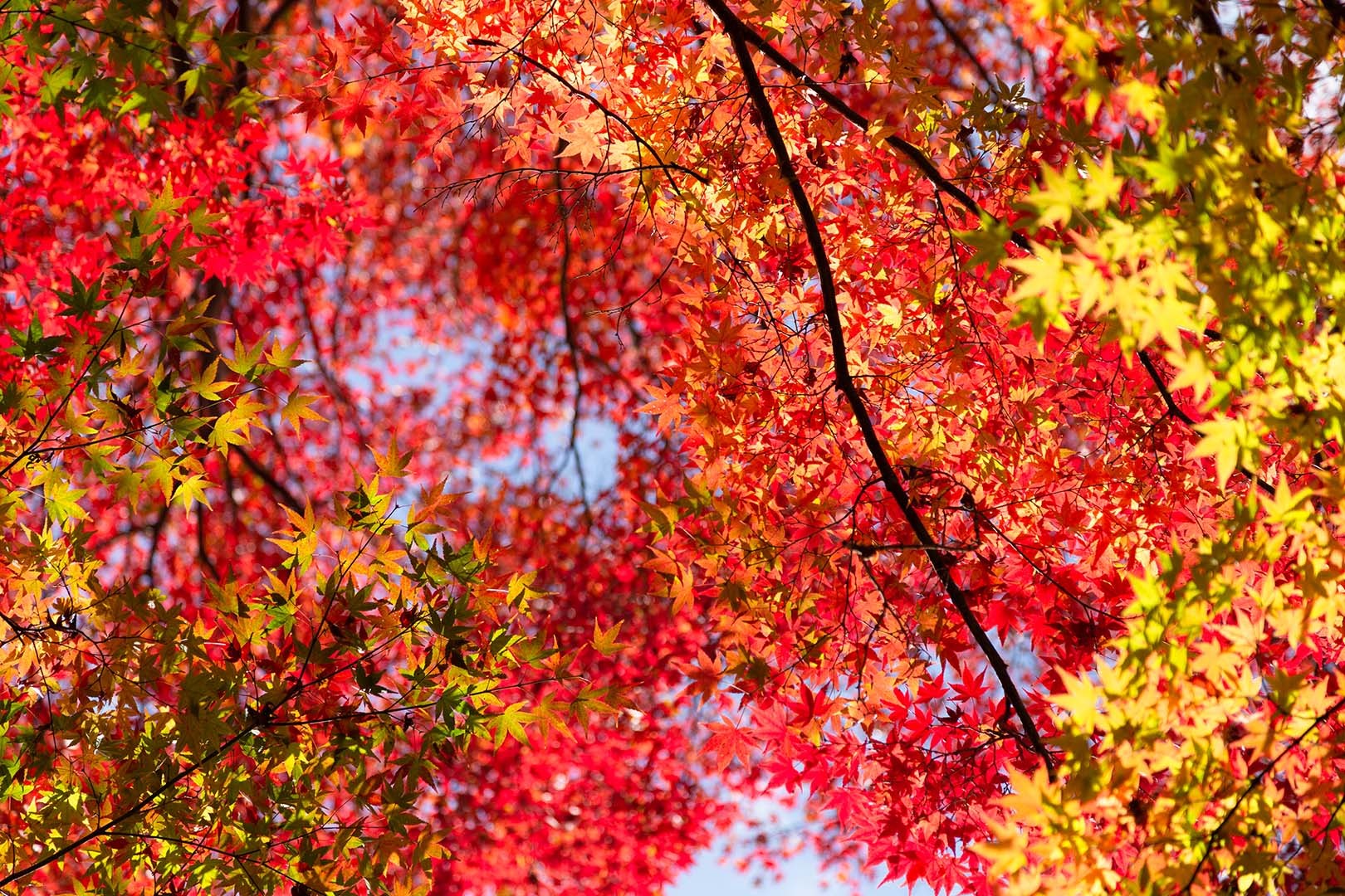 常寂光寺 紅葉 その３_a0003166_16393822.jpg