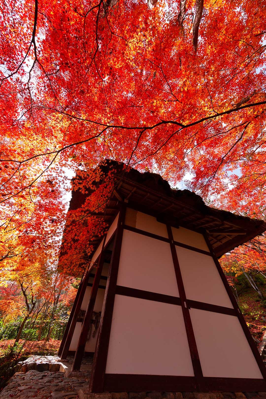 常寂光寺 紅葉 その３_a0003166_16393859.jpg