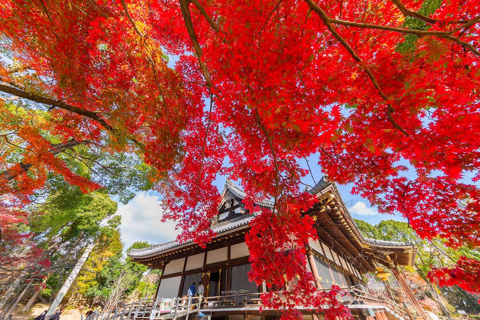 仁和寺 紅葉_a0003166_16403646.jpg