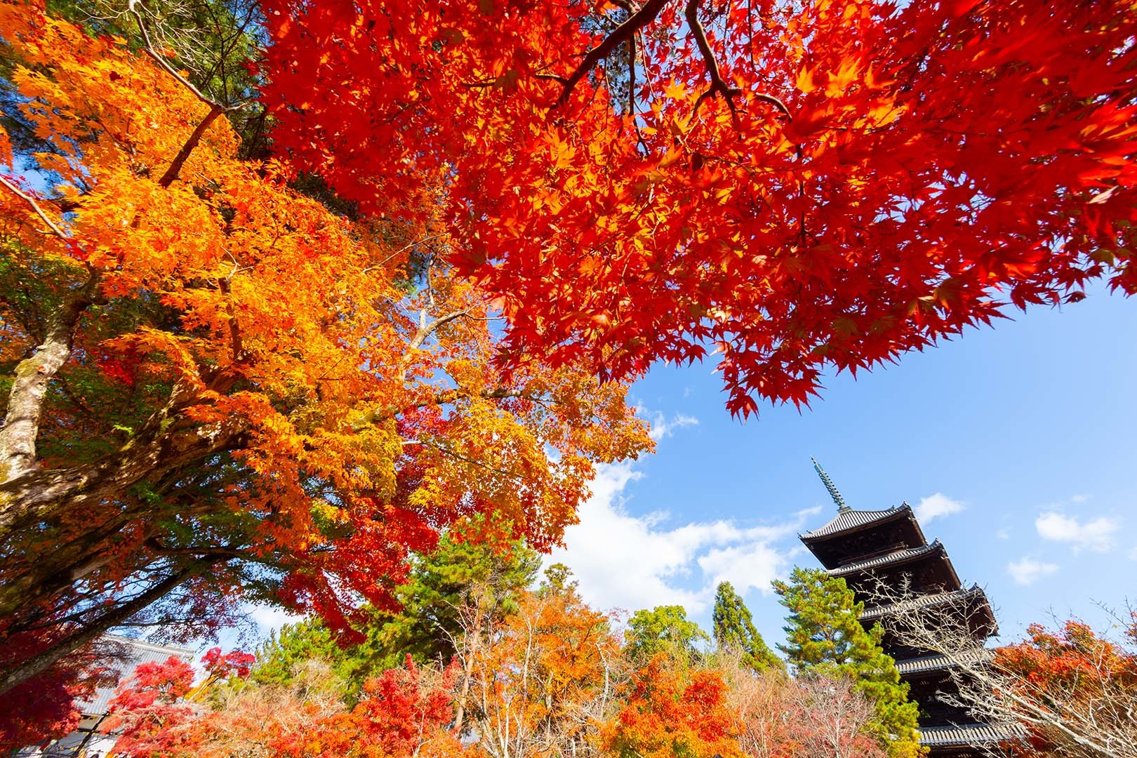 仁和寺 紅葉_a0003166_16403683.jpg