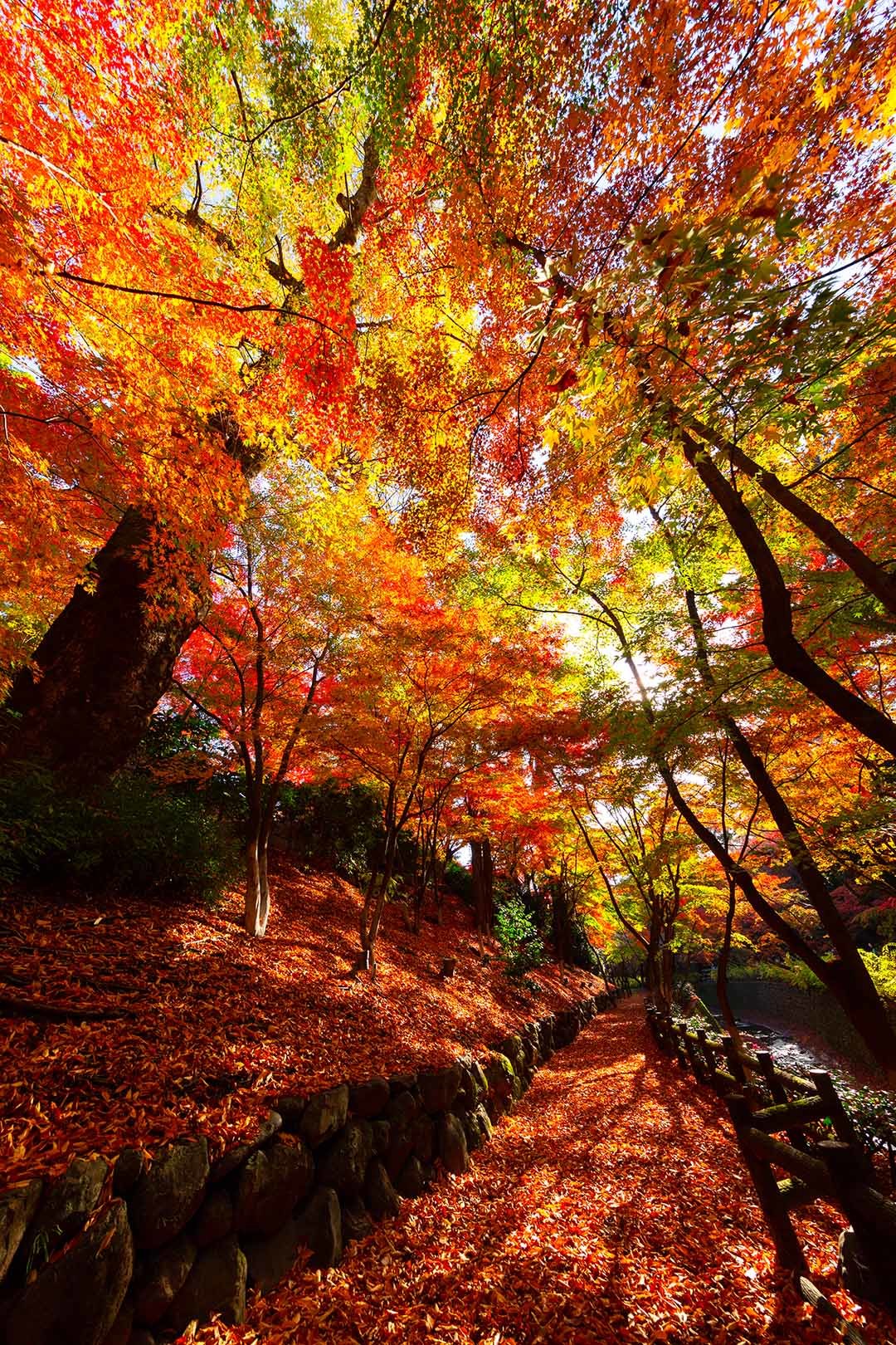 北野天満宮 紅葉_a0003166_16413843.jpg