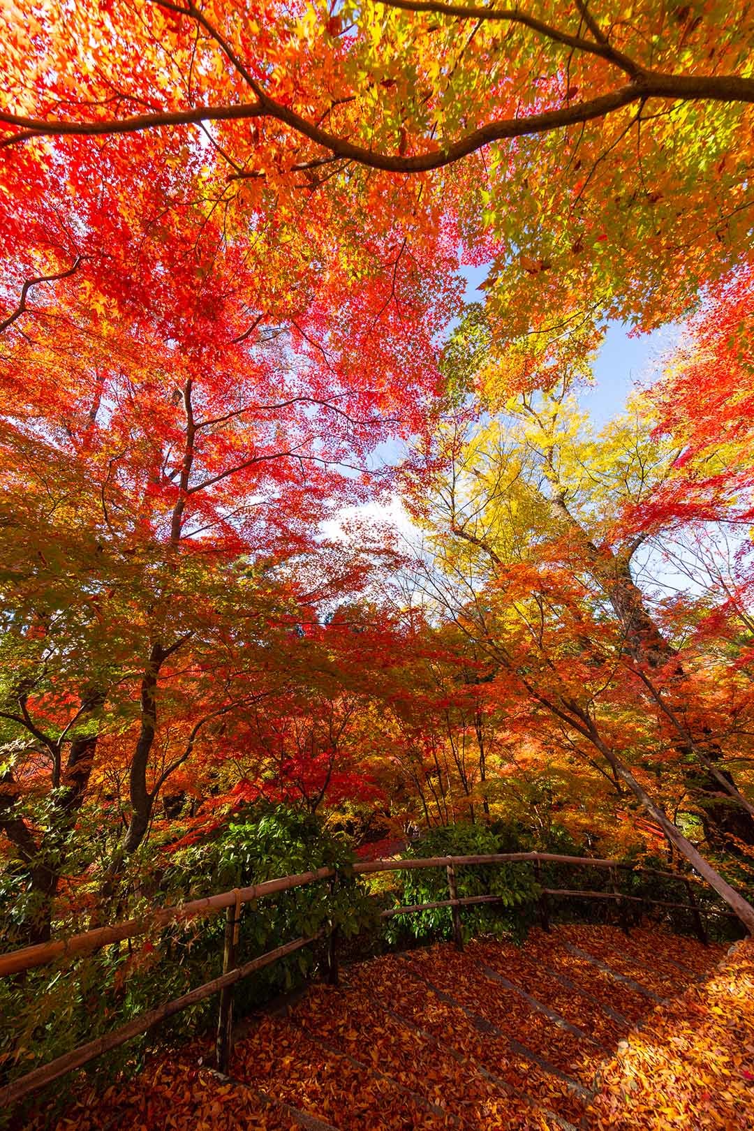 北野天満宮 紅葉_a0003166_16420249.jpg